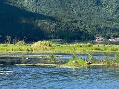 -腾冲北海湿地