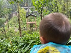 -中国大熊猫保护研究中心雅安碧峰峡基地