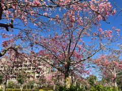 -风云岭森林公园