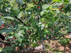 -北宅大永樱桃采摘基地(崂山总部)