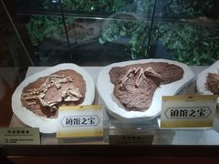 -河南自然博物馆