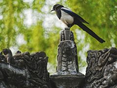 -颐和园