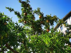 -同里湖大饭店-怡景轩中餐厅(同里古镇店)
