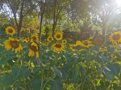 -长白岛森林公园