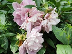 -四川大学(华西校区)