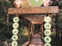 -大岭沟猕猴桃谷风景区