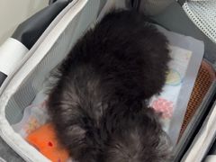 -美联众合动物医院·24h京西诊疗中心