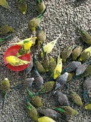 -萌宠亲子动物乐园(槐房万达店)