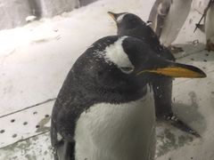 -大连圣亚海洋世界