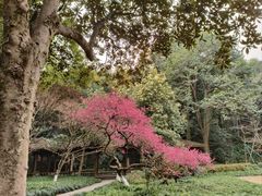 -杭州植物园