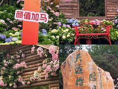 -天适樱花悠乐园