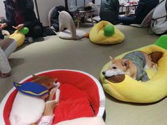 -逗柴咖啡屋·狗咖猫咖宠物桌游