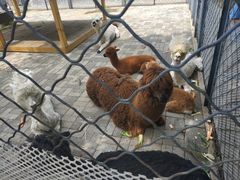 -长白岛森林公园