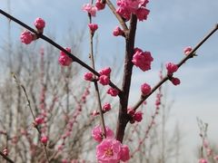 -心仪动物医院·牙专科·肿瘤·心脏科(西客站院)