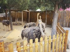 -北京野生动物园