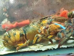 -巽寮印象美食部落餐厅·海鲜·地方特色菜(惠州体验店)