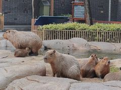 -北京野生动物园