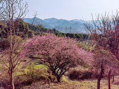 -新建村梅花