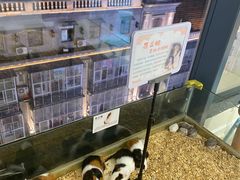 -怪兽屋·羊驼·猫咖·狗咖(俊华广场店)