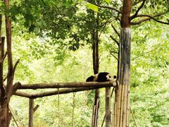 -都江堰中华大熊猫苑