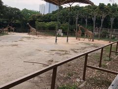 -深圳野生动物园
