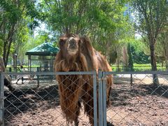 -长白岛森林公园