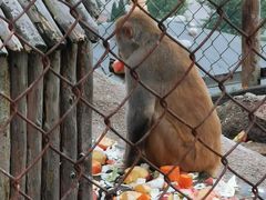 -西霞口神雕山野生动物世界