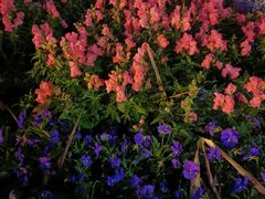 -花溪公园