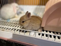 -猫猫幼稚园·撸猫·桌游·电玩