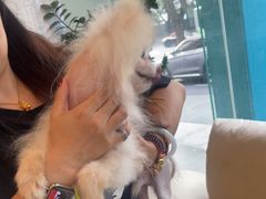 -瑞派申生动物医院·24H夜诊·国际动物医疗中心·骨外科(吴中路店)