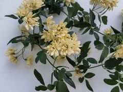 -月栖华明-云间草堂清茶馆(泗泾古镇店)