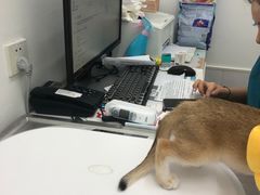 -北京恒爱动物医院(清景园分院)