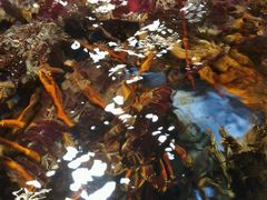 android_upload_pic-旺顺阁海鲜广场(亚运村店)