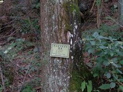 -黄山翡翠谷景区