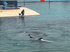 -秦皇岛乐岛海洋王国