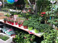 -曲阳花鸟市场(曲阳路店)
