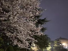 -武汉大学-樱园