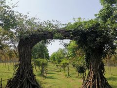 -上海海湾国家森林公园