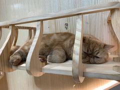 -猫和宫(六道口店)