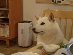 -柴の食堂·日式家庭料理·熊之肆(大学路店)