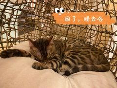 -猫腻·猫咖·撸猫馆(星光大道店)