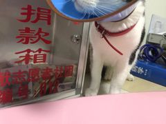 -乐派堂宠物医院·猫友好· 心脏科(东街店)