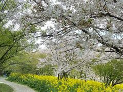 -苏州上方山国家森林公园