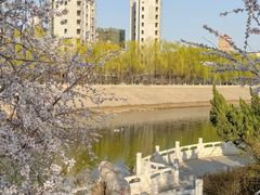 -桃花堤公园