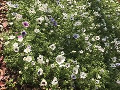 -上海鲜花港