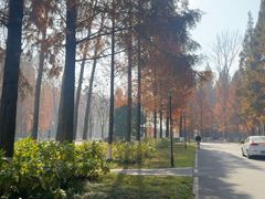 -黄海国家森林公园