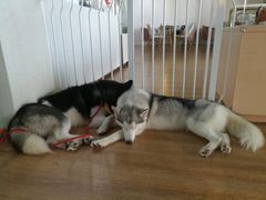 -Husky Go! 哈士奇体验馆·宠物咖啡厅狗咖