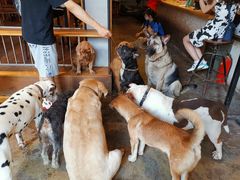 -萌喵咖啡屋(人民东路4号口M16商铺店)