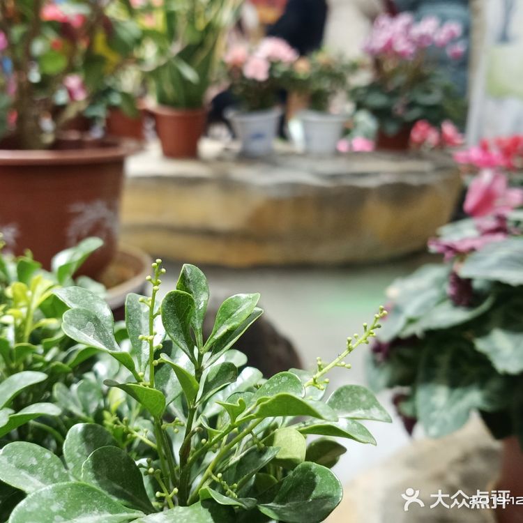 来南京游玩的人大部分都会选择去夫子庙