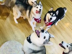 -Husky Go! 哈士奇体验馆·宠物咖啡厅狗咖